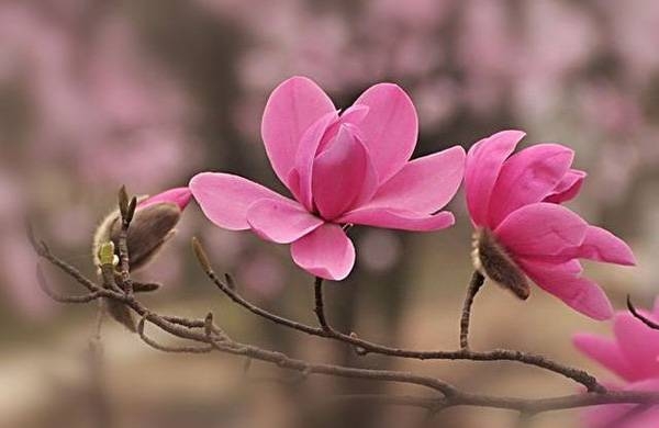 清明，獻給您一束辛夷花